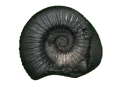 Shaligram