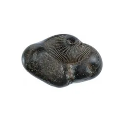 Shaligram Stone