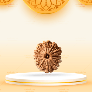 12 Mukhi Rudraksha (20mm)