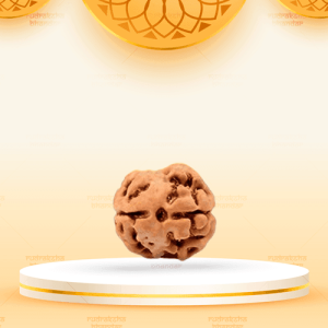 2 Mukhi(17mm)