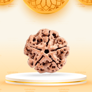 5 Mukhi 25mm Rudraksha