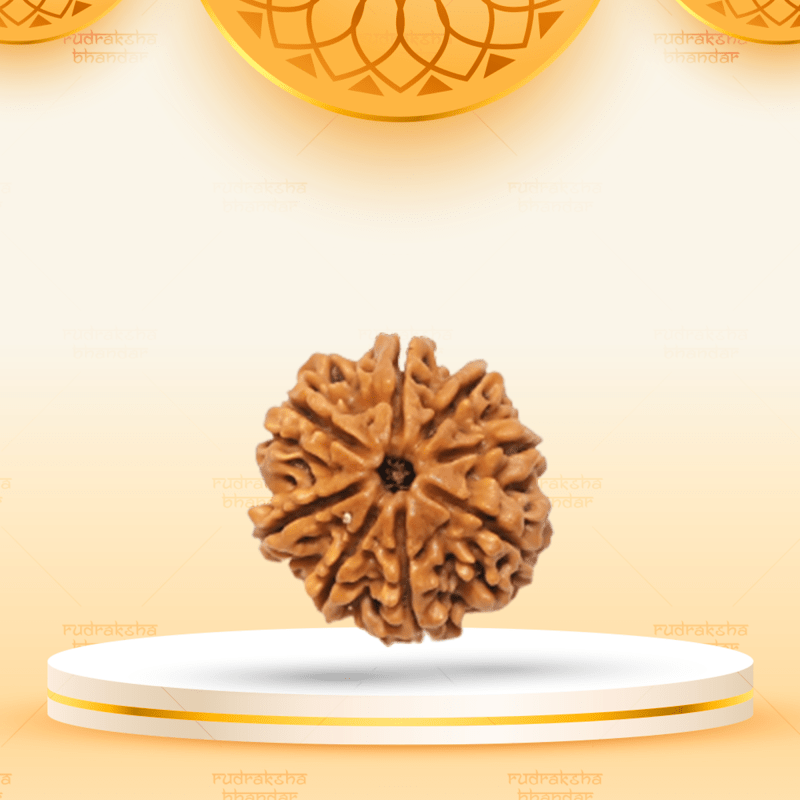8 Mukhi