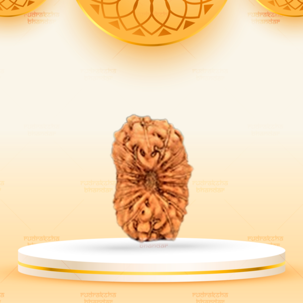 Indonesian- 18 mukhi Rudraksha