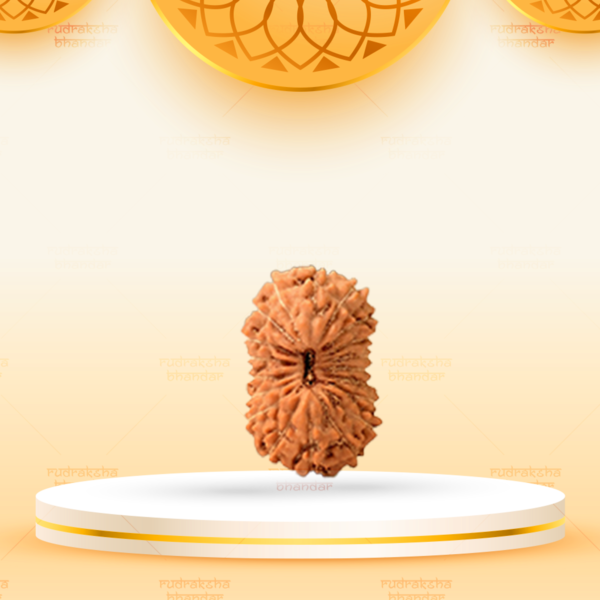 Indonesian- 19 mukhi Rudraksha
