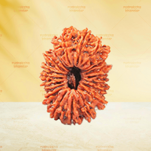 Rudraksha