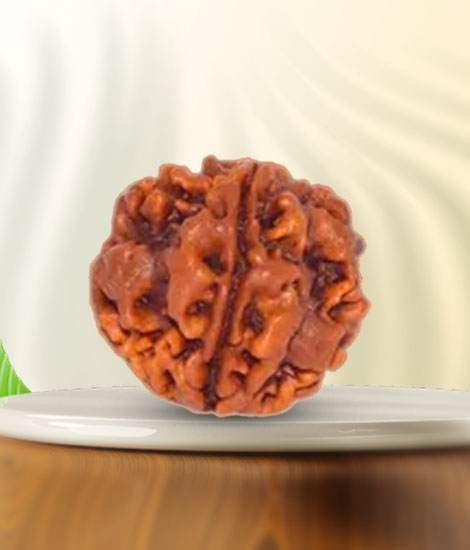 image of one mukhi rudraksha