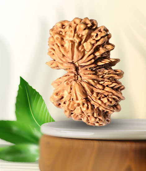image of 17 mukhi rudraksha