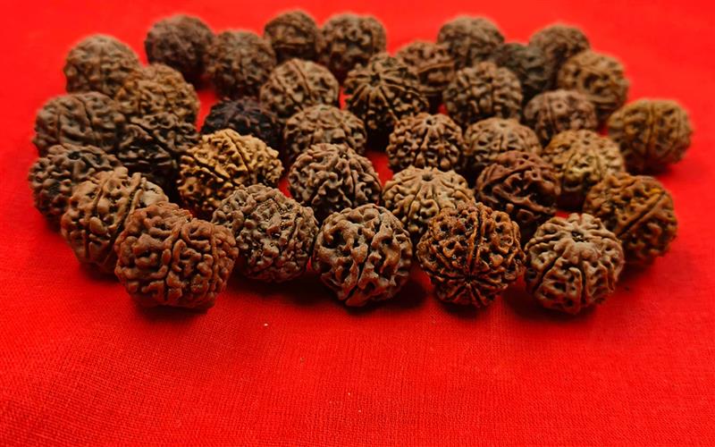 image of rudraksha