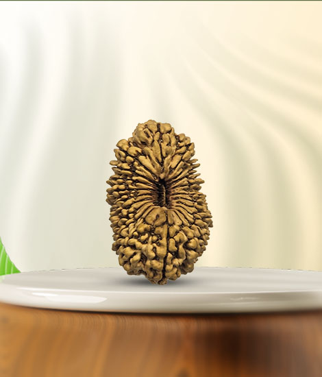 21 mukhi rudraksha